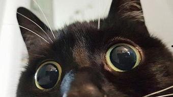 小黑猫在线观看免费国产,小黑猫带你领略国片魅力